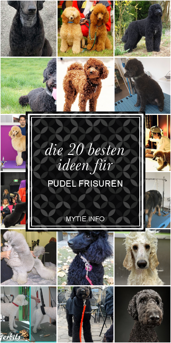 Die 20 Besten Ideen Für Pudel Frisuren